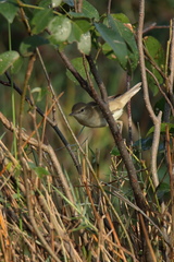 Acrocephalus dumetorum