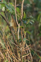 Acrocephalus dumetorum