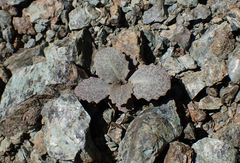 Caulanthus amplexicaulis barbarae