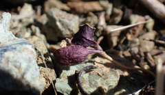 Caulanthus amplexicaulis barbarae