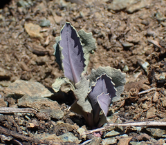 Caulanthus amplexicaulis barbarae