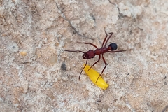 Ectatomma opaciventre