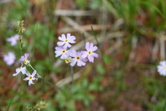 Primula mistassinica