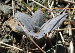 Caulanthus amplexicaulis barbarae