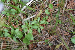Primula mistassinica