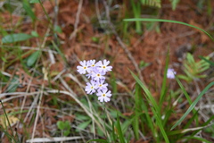 Primula mistassinica