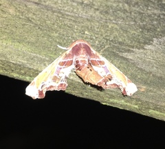 Eutelia pulcherrimus