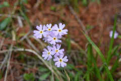 Primula mistassinica