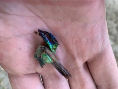 Cheloderus childrenii