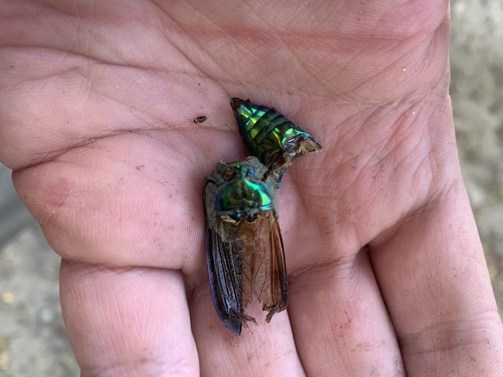 Cheloderus childreni