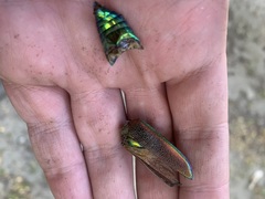 Cheloderus childrenii