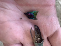 Cheloderus childrenii