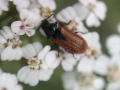 Arthrobrachus nigromaculatus