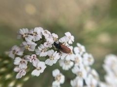 Arthrobrachus nigromaculatus
