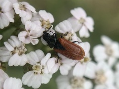 Arthrobrachus nigromaculatus