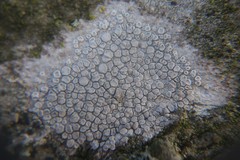 Lecanora carpinea