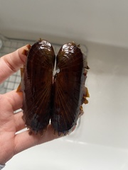Petrasma borealis