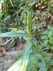 Eranthemum tetragonum