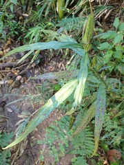 Eranthemum tetragonum