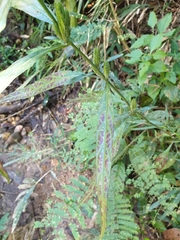 Eranthemum tetragonum