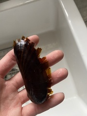 Petrasma borealis