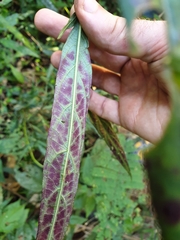 Eranthemum tetragonum