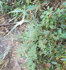 Eranthemum tetragonum