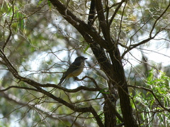 Eopsaltria griseogularis