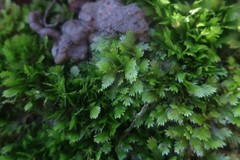 Fissidens taxifolius