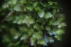 Fissidens taxifolius