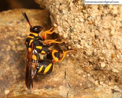 Leucospis gigas