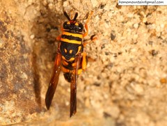 Leucospis gigas