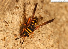 Leucospis gigas