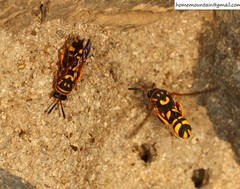 Leucospis gigas