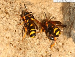 Leucospis gigas