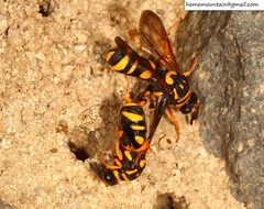 Leucospis gigas