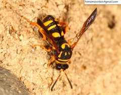 Leucospis gigas
