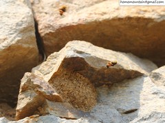 Leucospis gigas