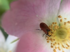 Arthrobrachus nigromaculatus