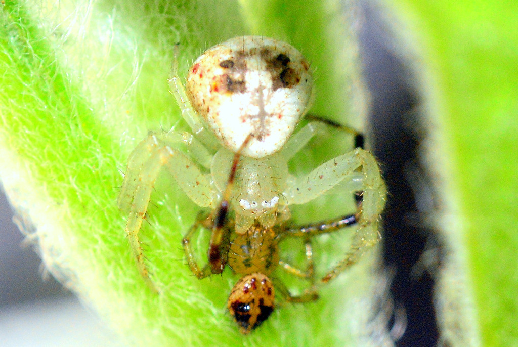 Runcinioides argenteus