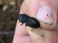 Pycnosiphorus lessonii