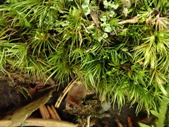 Campylopus flexuosus