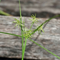 Cyperus bowmanni