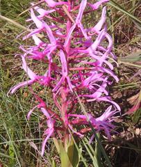 Disa nervosa