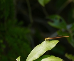 Ceriagrion glabrum