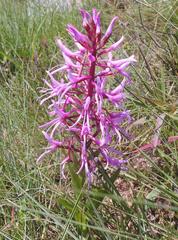 Disa nervosa