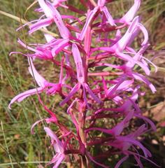 Disa nervosa