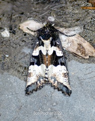 Phlogophora albovittata
