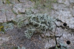 Ramalina farinacea