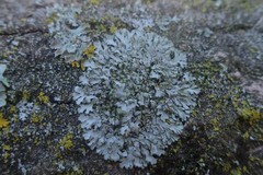 Phaeophyscia orbicularis